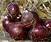 100 semi di cipolla Cipolle giganti Eksibishen Organic russo Heirloom semi di verdure per giardino di casa 3 nuovo 2024