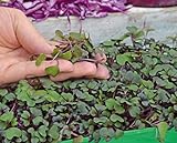 foto Microgreens - Cavolo rosso - foglie giovani dal gusto eccezionale - semi, miglior prezzo EUR 4,09, bestseller 2024