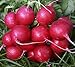 Plantree Crimson Giant: 200+ Nuovi Semi di ravanello Non OGM - Champion Cherry Belle Crimson Giant Scarlet Globe nuovo 2024