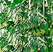 SEMI PLAT firm-100pcs Giappone semi di cetriolo mini frutta inorganico, semi di ortaggi, sapore di buona qualitÃ  della famiglia pianta da giardino di consegna nuovo 2024