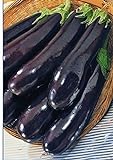 foto PLAT FIRM Germinazione dei semi: BIG PACK formato gigante semi Melanzana Lunga Pop. verdure medio-precoce dall'Ucraina, miglior prezzo EUR 18,12, bestseller 2024
