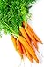 Semi di carota precoce - Daucus carota nuovo 2024
