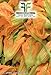40 C.ca Semi Zucchino da fiori - Cucurbita Pepo In Confezione Originale Prodotto in Italia - Zucchine da fiore nuovo 2024