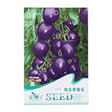 foto Kofun viola pomodoro verdure semi bella e Vivid Flower verdure piantare semi 20 pezzi/1 borsa, Purple Tomato, 1 Bag, miglior prezzo EUR 3,44, bestseller 2024