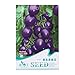 Kofun viola pomodoro verdure semi bella e Vivid Flower verdure piantare semi 20 pezzi/1 borsa, Purple Tomato, 1 Bag nuovo 2024