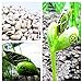 Pinkdose 10pcs / bag mini Giappone fagioli semi con parole scherza il regalo bonsai semi magici semplice pianta in vaso DIY casa e giardino ortaggi semi nuovo 2024