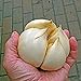 100pcs / bag acquatici multi-petali semi di aglio gigante verdura biologica Cucina bonsai condimento alimentare o pianta in vaso per la casa giardino 2 nuovo 2024