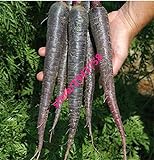 foto Pinkdose 500 pezzi nero carota Semi viola Sun carota Semi Heirloom semi di verdure per le piante giardino di casa, miglior prezzo , bestseller 2024