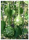 foto TROPICA - zucca - gigante (Cucurbita lagenaria) - 15 semi, miglior prezzo EUR 3,30, bestseller 2024