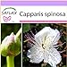 SAFLAX - Cappero - 25 semi - Capparis spinosa nuovo 2024