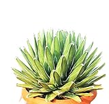 foto PIANTE GRASSE VERE RARE Agave Regina Vittoria VASO 35 COLTIVAZIONE Produzione Viggiano Cactus, miglior prezzo EUR 85,00, bestseller 2024