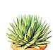 PIANTE GRASSE VERE RARE Agave Regina Vittoria VASO 35 COLTIVAZIONE Produzione Viggiano Cactus nuovo 2024