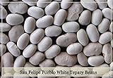 foto San Felipe Pueblo Bianco tepary fagioli Semi, Phaseolus acutifolius - Fagioli rampicanti, miglior prezzo EUR 10,99, bestseller 2024