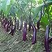 100pcs bianchi semi lungo melanzane asiatici frutta & verdura semi di piante Alto tasso di germinazione di piante casa e il giardino facile da coltivare 2 nuovo 2024