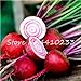 Pinkdose 200 Pz Barbabietole Bonsai Giardino Esterno Planta Boltardy Juicy Barbabietola Biologico Delizioso Vegetale In Vaso Frutta Pianta Per Vaso di fiori: w nuovo 2024