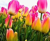 foto Semi 200pc olandese Cavolo tulipano. Aroma Tulip Plant (non è tulipano lampadine-lampadine trasporto deperibili) Advanced Seeds Bonsai Fiore, miglior prezzo EUR 16,09, bestseller 2024