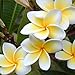 WuWxiuzhzhuo - 100 semi di Plumeria rubra/Frangipane, fiori per collana Lei hawaiana, piante da giardino 1 nuovo 2024