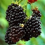 foto 20pcs SEMI PLAT FIRM-Nuovo Rosso Nero Giallo Lamponi Semi cespuglio di frutta Rubus giardino, miglior prezzo EUR 12,99, bestseller 2024