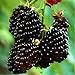 20pcs SEMI PLAT FIRM-Nuovo Rosso Nero Giallo Lamponi Semi cespuglio di frutta Rubus giardino nuovo 2024
