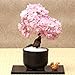 Sunlera 10pcs / bag cerasus semi in vaso bonsai Fiore Piante Semi per la casa le decorazioni del giardino nuovo 2024