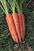 Shoopy Star 1500+ Seeds: Semi di Carota: Danvers 126 Carrot Seed Seed Fresh! nuovo 2024