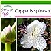 SAFLAX - Cappero - 25 semi - Con substrato - Capparis spinosa nuovo 2024