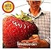 ! Promozione fragola gigante semi dolce fragola quattro stagioni, Rare, fragrante, dolce & Juicy - 200 pc / lotto, # JO9E8A nuovo 2024