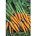 Semi Premier diretto ORG031 carota mignolo semi organici (confezione da 1500) nuovo 2024