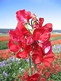 foto Fiore - Pisello Odoroso - Mammuth - Cremisi - 60 Semi, miglior prezzo EUR 1,10, bestseller 2024
