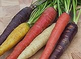 foto CAROTA RAINBOW MIX 400 SEMI Miscela Multicolore Carote ROSSA VIOLA GIALLA BIANCA carote colorate, miglior prezzo EUR 4,89, bestseller 2024