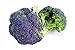 Broccoli Miranda semi - Brassica oleracea nuovo 2024