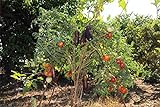 foto Portal Cool 150 semi Solanum torvum O Albero di spedizione libero della melanzana, miglior prezzo , bestseller 2024