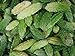 Asklepios-seeds - 25 Semi di Momordica charantia, Momordica charantia (ampalaya), zucca amara, melone amaro,karela, fu gwa e mara nuovo 2024