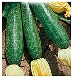 foto 40 C.ca Semi Zucchino Ambassador Hybrid - Cucurbita Pepo In Confezione Originale Prodotto in Italia - Zucchine, miglior prezzo EUR 7,40, bestseller 2024