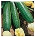 40 C.ca Semi Zucchino Ambassador Hybrid - Cucurbita Pepo In Confezione Originale Prodotto in Italia - Zucchine nuovo 2024