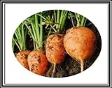 foto 300 + Atlante Turno carota Semi ~ Cute Baby Carrots! Tipo di mercato parigino Veggie US, miglior prezzo EUR 9,99, bestseller 2024