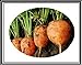 300 + Atlante Turno carota Semi ~ Cute Baby Carrots! Tipo di mercato parigino Veggie US nuovo 2024
