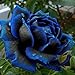 Ncient 20/50 Semi Sementi di Rosa Mezzanotte Blu Midnight Rose Semi di Fiori Rari Pianta Profumati per Orto Giardino Balcone Interni ed Esterni nuovo 2024