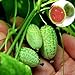 Rosepoem Mini 10pcs Semi di anguria Semi di piante ornamentali Semi di frutta nuovo 2024