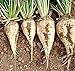 Barbabietole da zucchero bianco di barbabietola dolce non-OGM vegetale foraggi - 5 gr ~ 180 semi trattati nuovo 2024