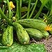 Semi di Zucchini Nimba - Cucurbita pepo nuovo 2024