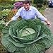 Generic 100 semi/bag rare gigante russo semi di cavolo, semi di ortaggi 95% + germinazione, verdure di alta qualità per giardinaggio nuovo 2024