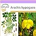 SAFLAX - Arachide - 8 semi - Arachis hypogaea nuovo 2024