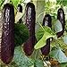 Pinkdose bonsai 100 pezzi rari viola cetriolo giapponese nero semi di cetriolo lunghi per la casa giardino semi verdure sane piante non-OGM nuovo 2024