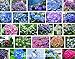 100 / bag semi raro fiore semi Anthurium Andraeanu, balcone in vaso, semi di fiore per il giardino di casa fai da te nuovo 2024
