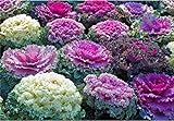 foto Semi di fiore raro cavolo ornamentale Mix da agricoltura biologica, miglior prezzo EUR 7,00, bestseller 2024