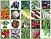 PLAT firm-SEMI Viridis Hortus - 20 confezioni dei semi di verdure - pomodoro, sedano, porro, pisello, senape nera Zest, carote, cicoria, Rapa ecc nuovo 2024