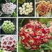 Ncient 100 Semi Sementi di Hoya Colore Misto Orchidea di Palla Semi Fiori Rari Profumati Piante per Orto Giardino Balcone Interni ed Esterni nuovo 2024
