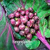 foto 200pc semi viola melanzana. Naturale sementi di ortaggi verdi. il ricco giardino piantato Semplice, miglior prezzo EUR 10,99, bestseller 2024
