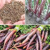 foto Rosepoem 500pcs drago viola carota Semi Heirloom fai da te giardino Semi orticoltura, miglior prezzo EUR 8,99, bestseller 2024